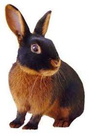 black_brown_rabbit