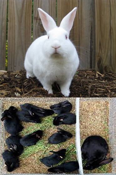 commercial_rabbit_farming_in_india