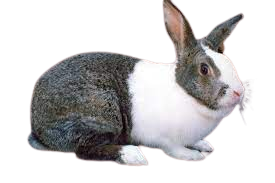 dutch_rabbit_white_brown