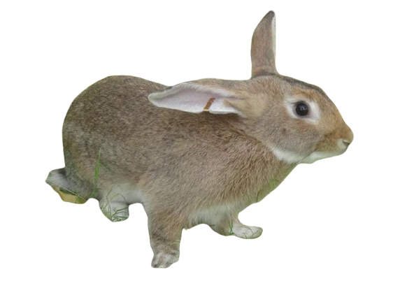 grey_joint_rabbit