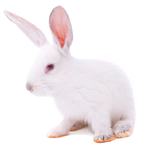 new_zealand_white_rabbit