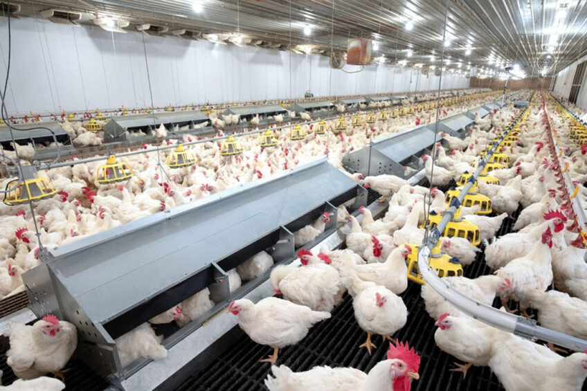 broiler_poultry_farming