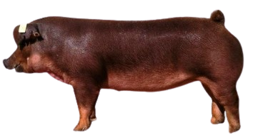 duroc_pig