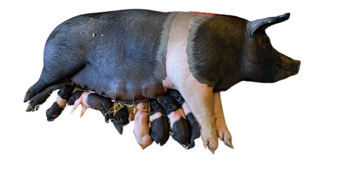 hampshire_pig