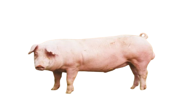 landrace_pig