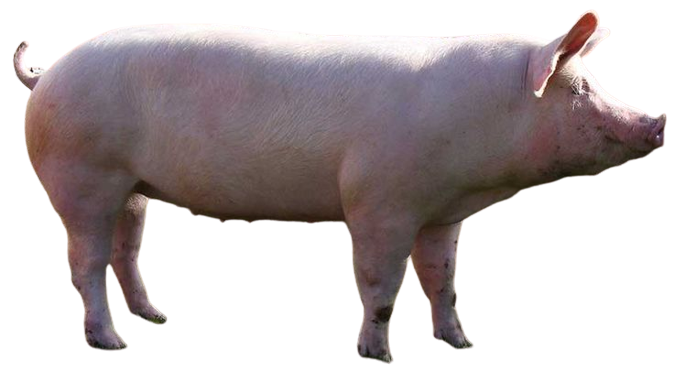 large_white_yorkshire_pig