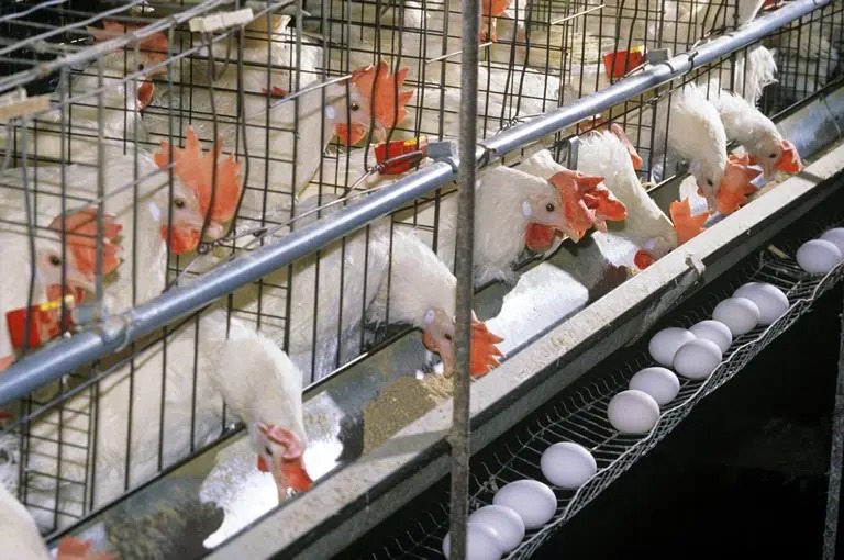 layer_poultry_farming