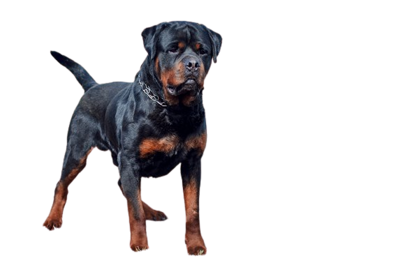 rottweiler_dog