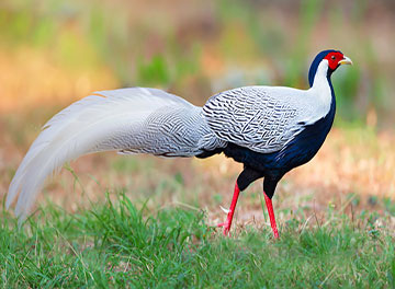 silver_pheasant