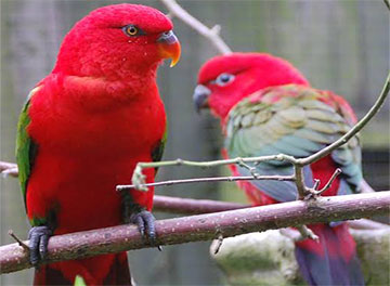 yellow_backed_lory