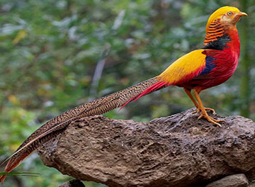 yellow_golden_pheasant