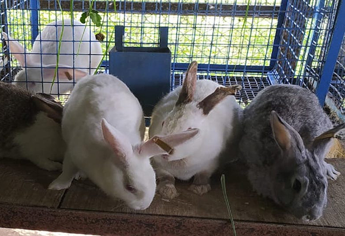 rabbit_farming_in_india