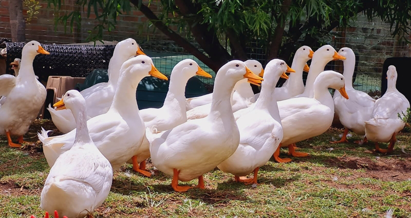 duck_farming_in_india