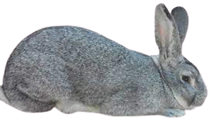 soviet_chinchilla_rabbit